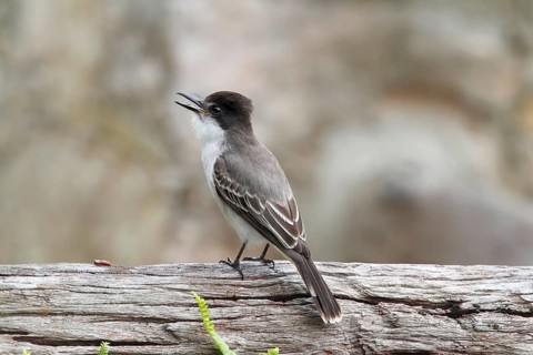 Olive-grey Kingbird