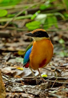 Blue-winged Pitta