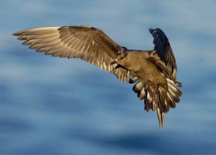 Arctic Skua