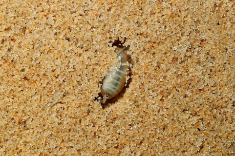 Common sandhopper