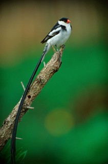 Dominican widow