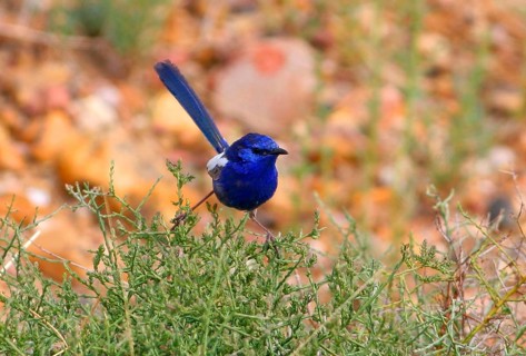 White-winged fairywren