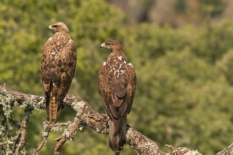 Bonelli's Eagle