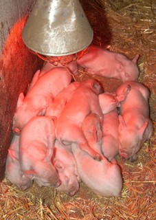 Domestic Pig