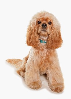 Domestic Dog