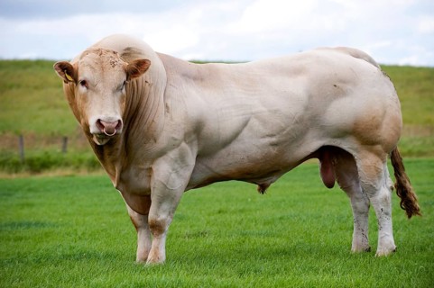 Domestic cattle