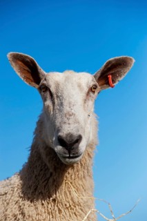 Domestic Sheep