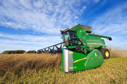 Oilseed rape