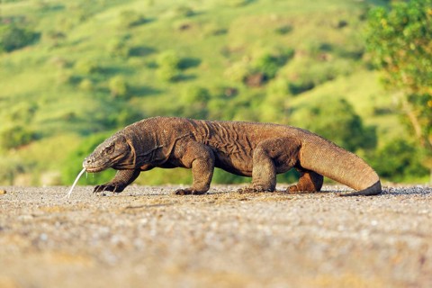 Adult komodo dragon