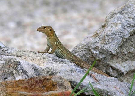 Lizard