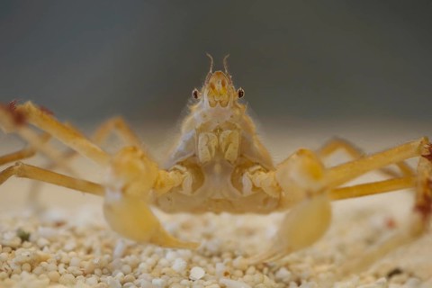 Kelp Spider Crab