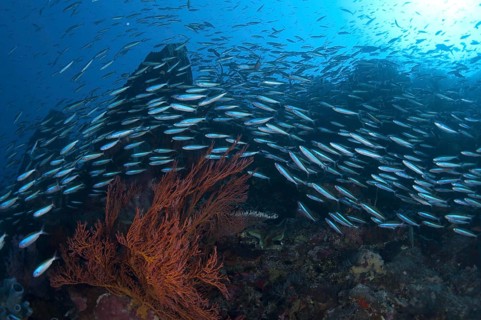 Blue-striped Fusiliers