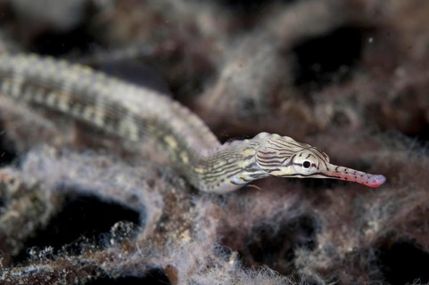 Lying pipefish