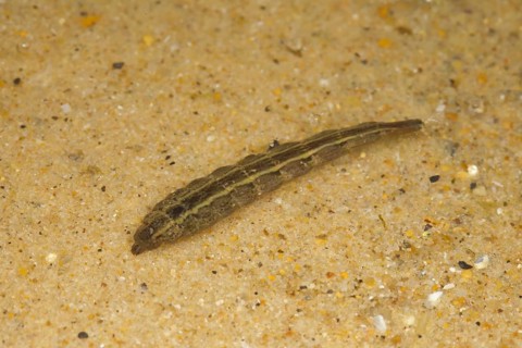 Horsefly