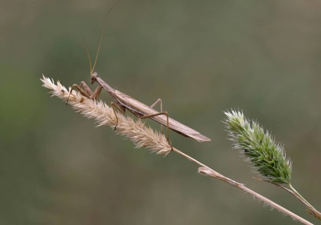 European Praying Mantis