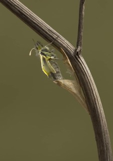 Orange-tip Butterfly