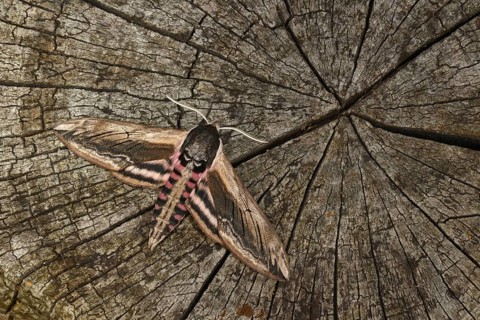 Privet Hawkmoth