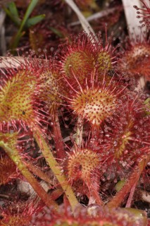 Common sundew