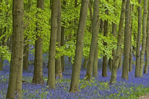 Hyacinthoides non-scripta
