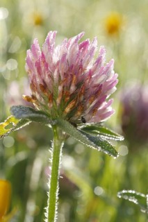 Red Clover