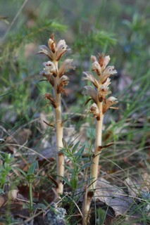 Clove-scented Broomrape