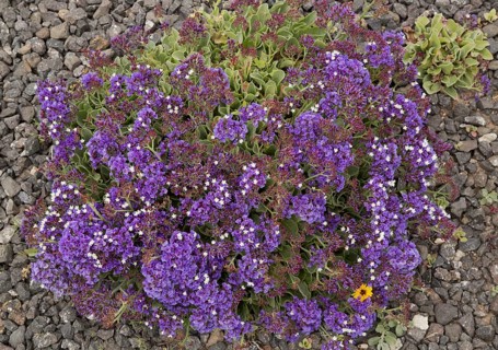 Felty euphrophied sea lilac
