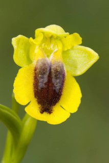 Yellow yellow ophrys