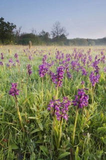 Green-winged Orchid