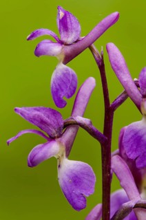 Early Purple Orchid
