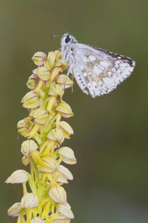 Safflower Skipper