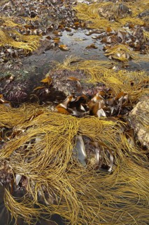 Sea-thong