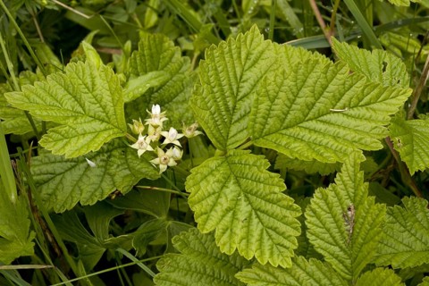 Stone Bramble