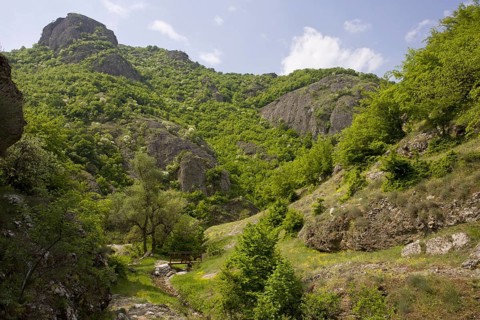 View of a botanically rich protected area with Oriental oriental hornbeam