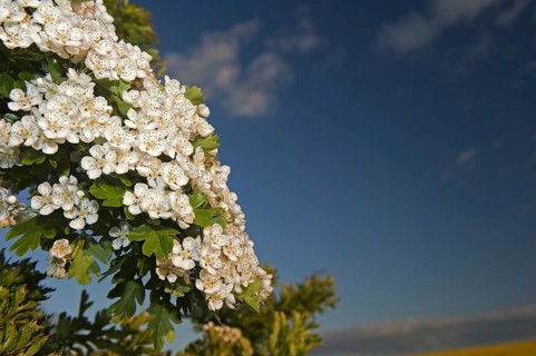 Common common hawthorn