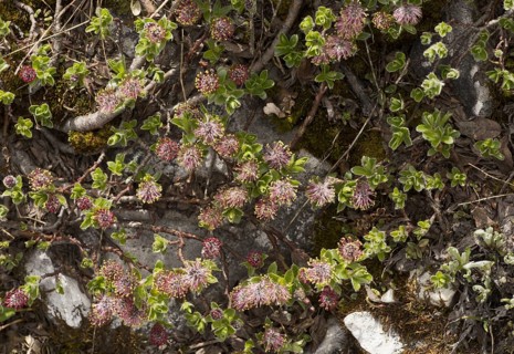 Alpine willow