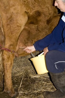 Baeuerin milks by hand
