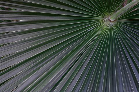 Silver-white silver palm Coccothrinax argentea