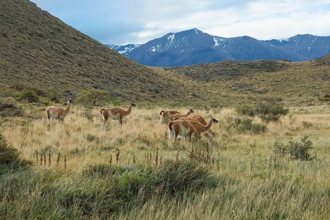 Group of guanacos