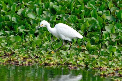 Snowy Egret