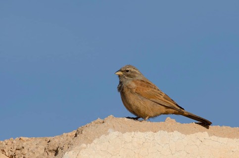 House bunting
