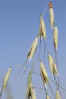 Hairy hairy brome