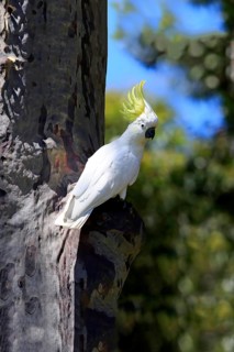 Sulphur-crested cockatoo