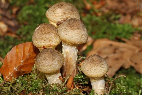Honey yellow honey fungus