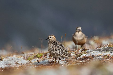 Mornell's plover