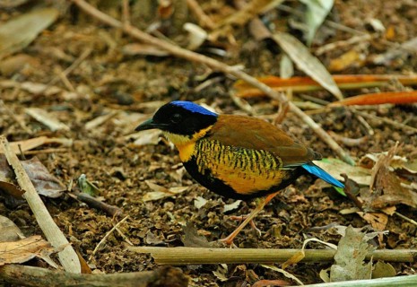 Gurney's Pitta