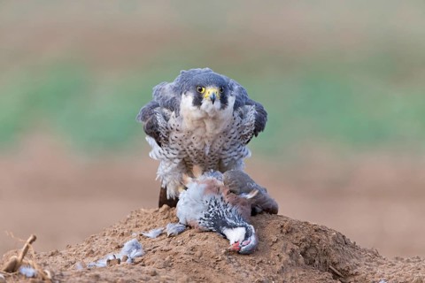 Adult peregrine falcon