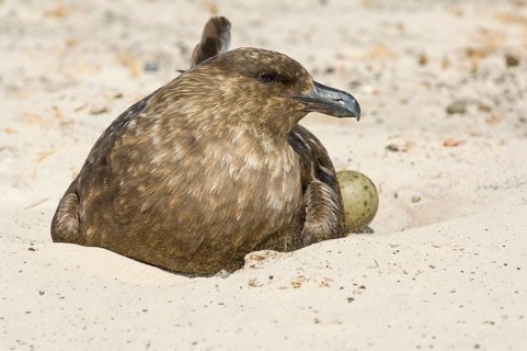 Stercorarius antarctica