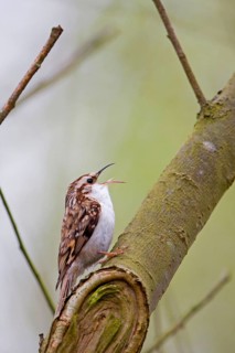 Common eurasian treecreeper
