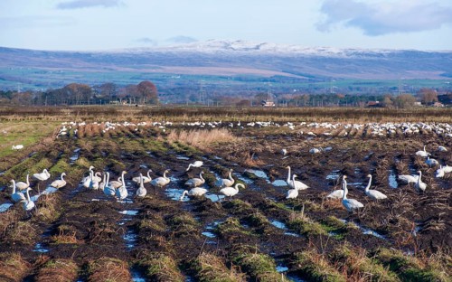 Whooper swan
