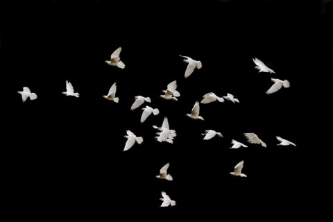 White adult domestic pigeon